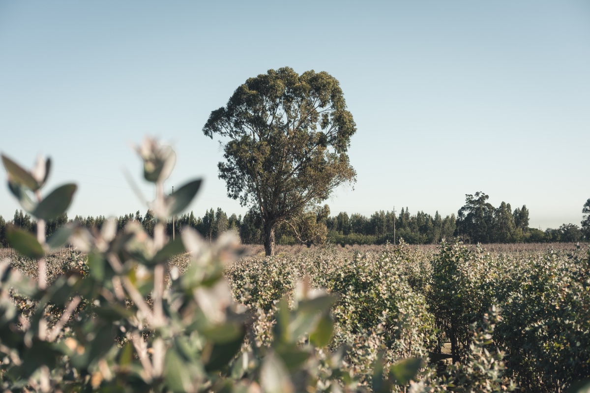 HERDADE DA ESPIRRA